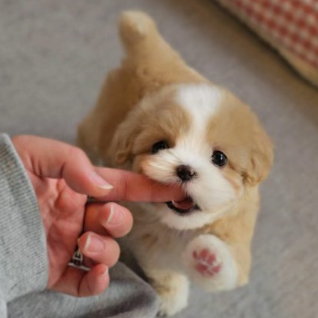 Tan and white teacup poodle