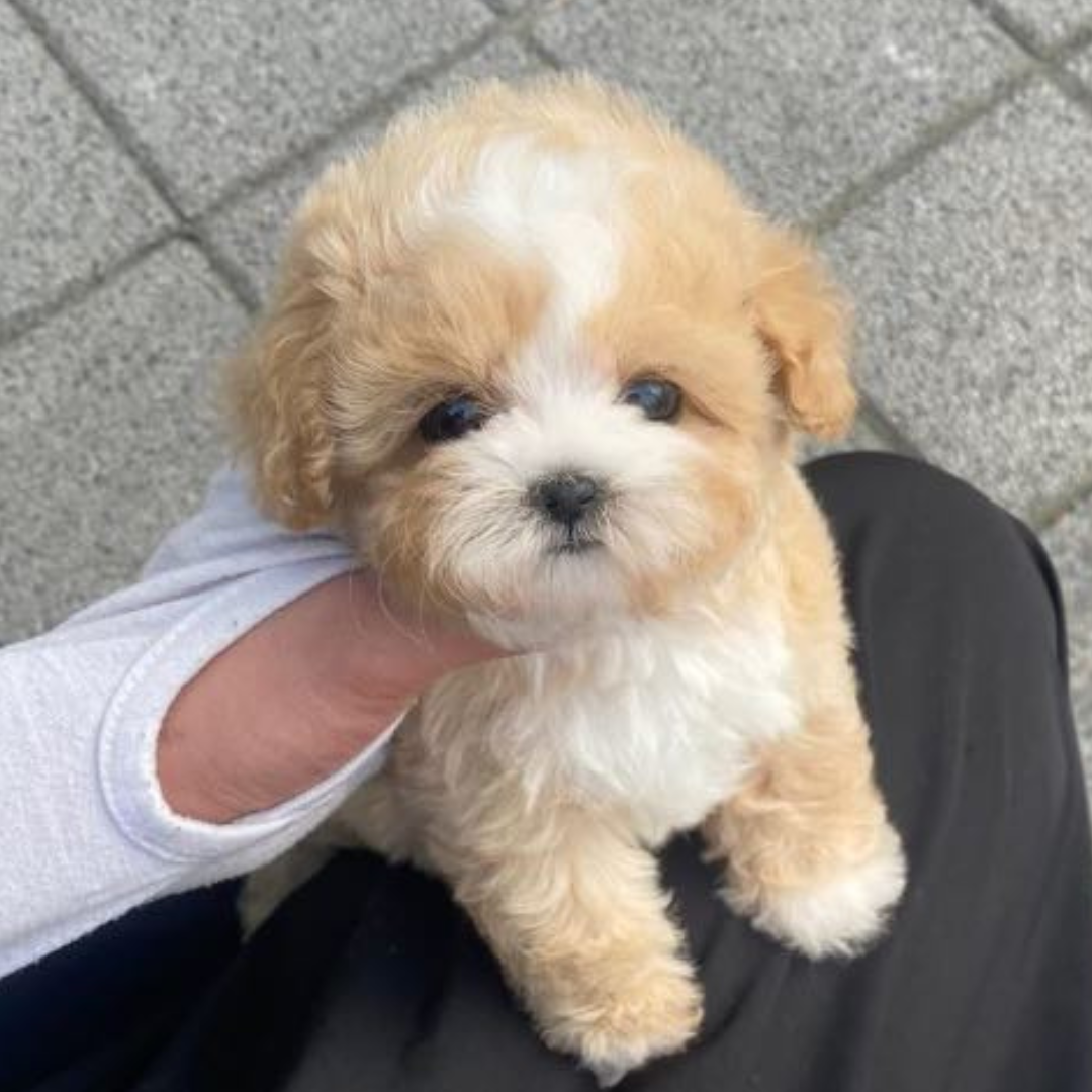 Tan and white teacup poodle