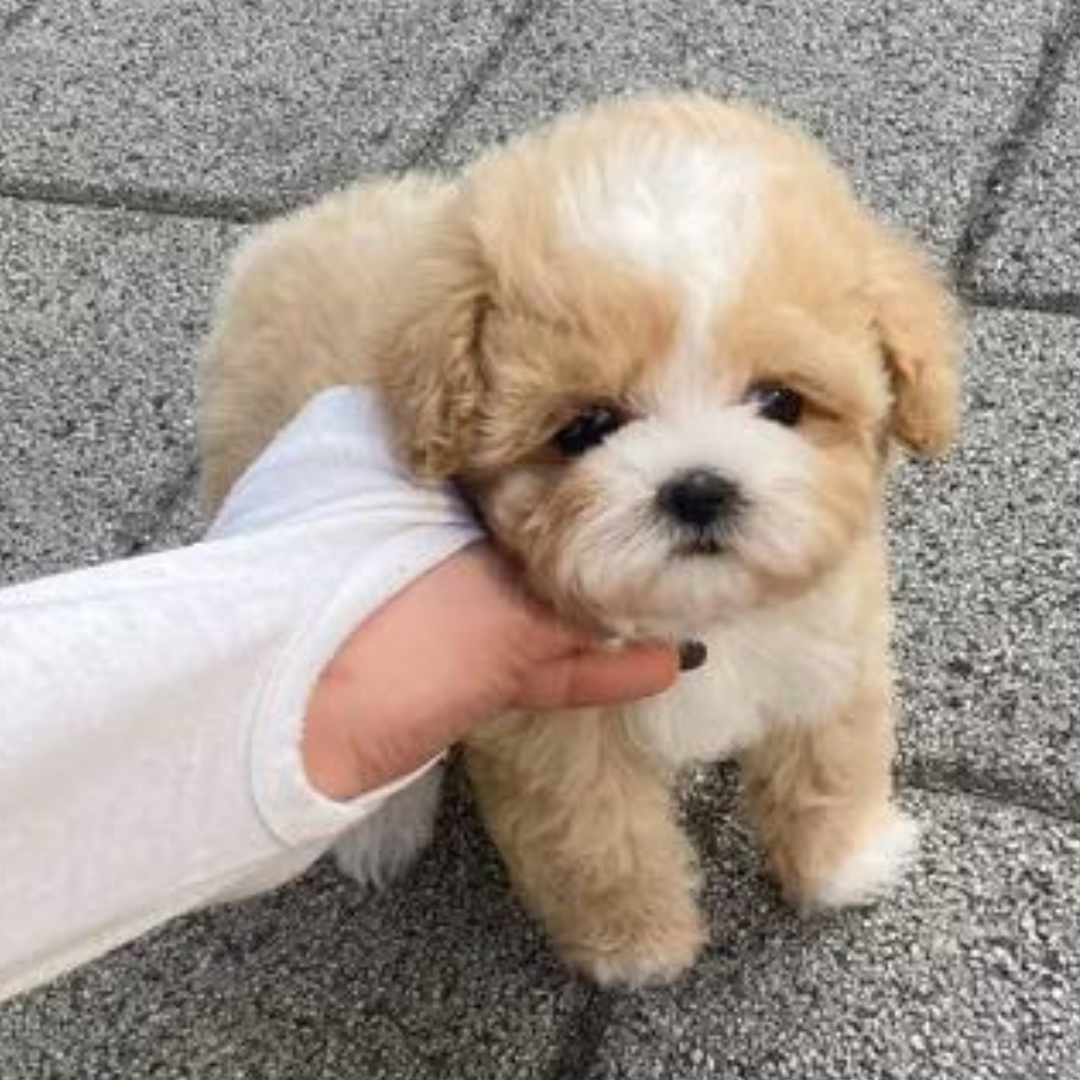 Tan and white teacup poodle