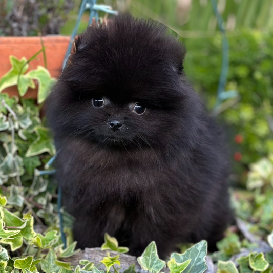 Black female Teacup Pomeranian