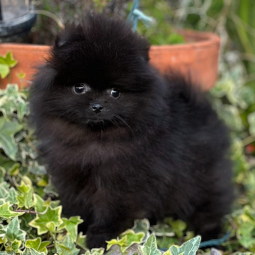 Black female Teacup Pomeranian