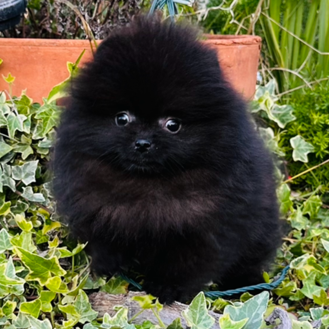 Black female Teacup Pomeranian