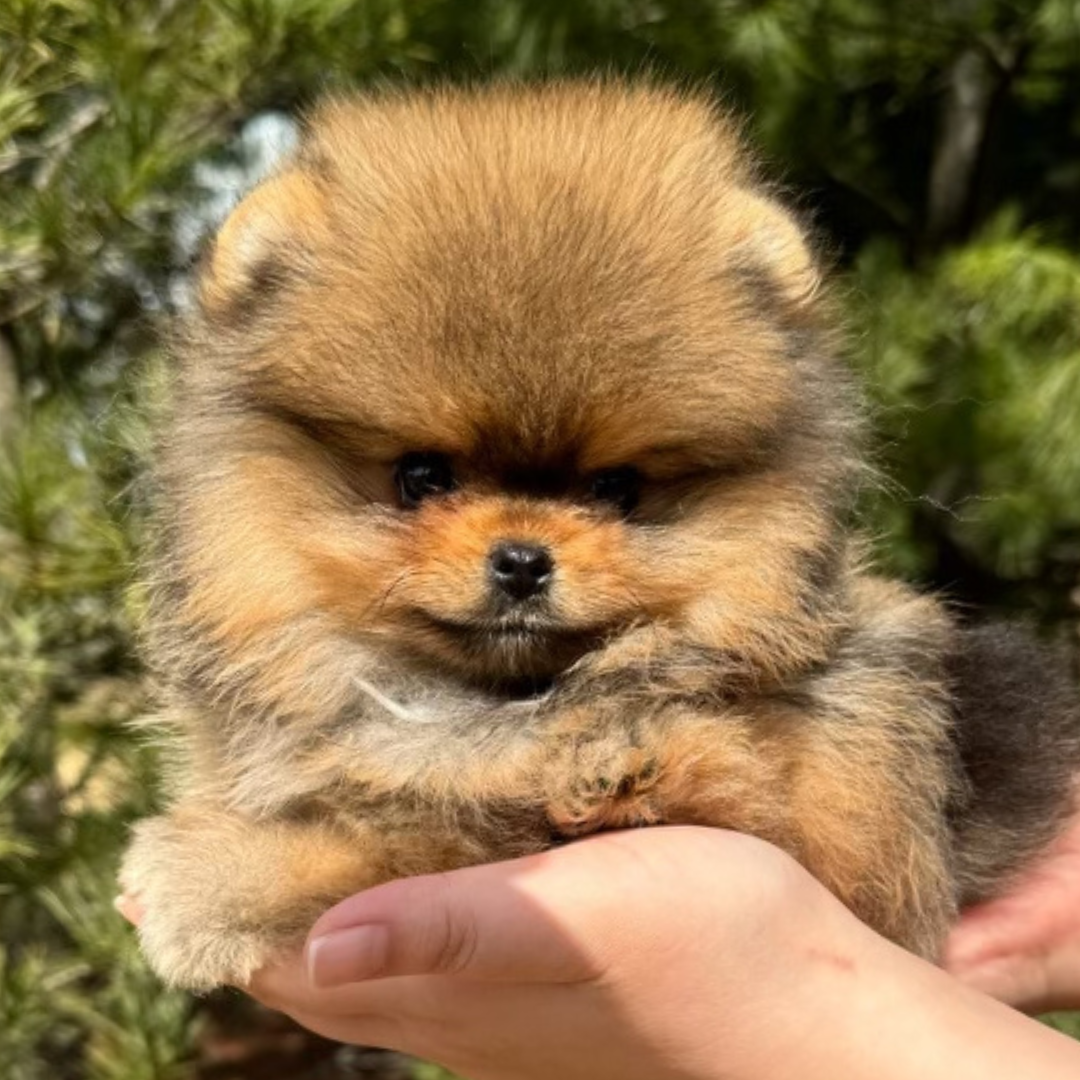 Orange Teacup Pomeranian (male)