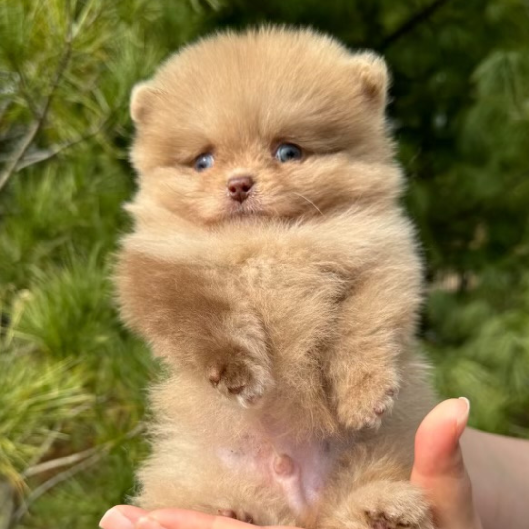 Chocolate Blue Eyed Teacup Pomeranian (male)