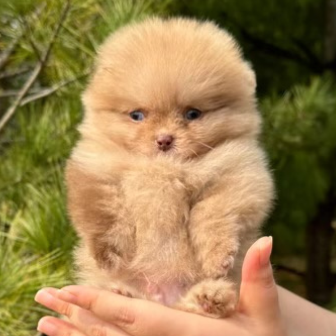 Chocolate Blue Eyed Teacup Pomeranian (male)