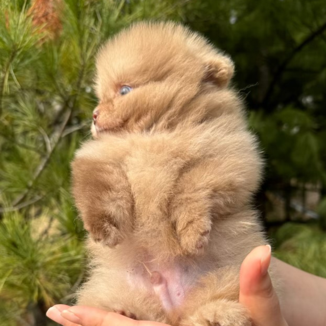 Chocolate Blue Eyed Teacup Pomeranian (male)