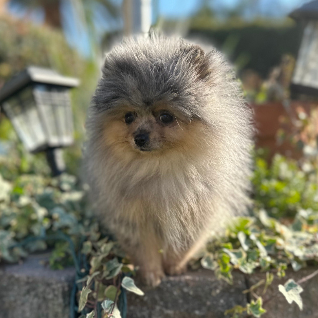 Blue Tan Merle (male)