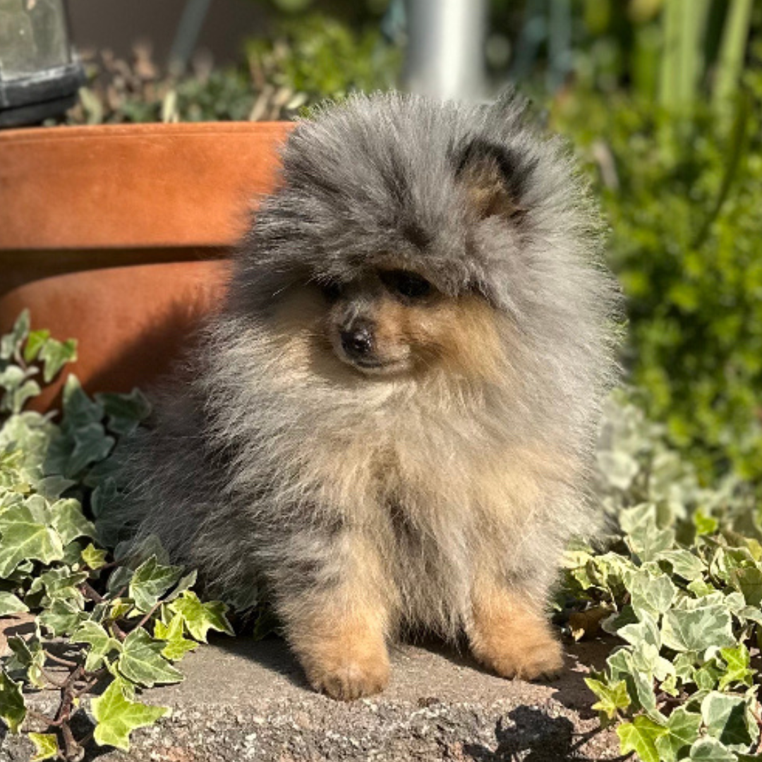 Blue Tan Merle (male)