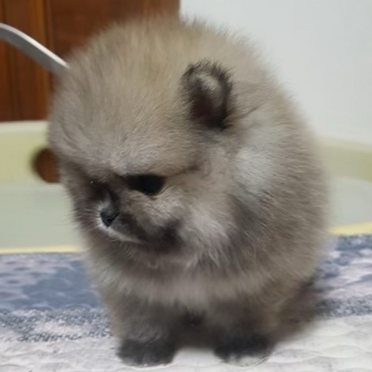 Cream Pomeranian Teddy Bear