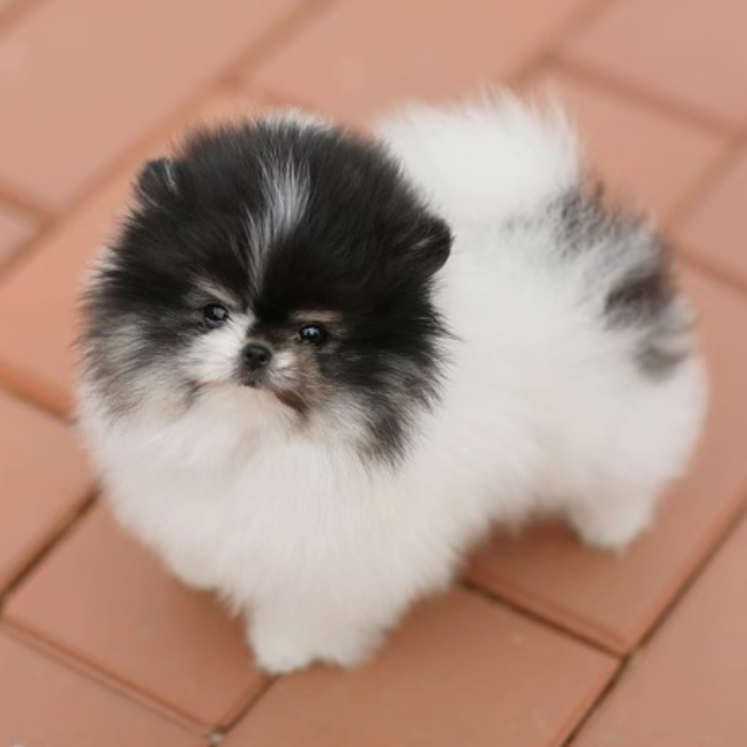 Pomeranian Teddy Bear (female)