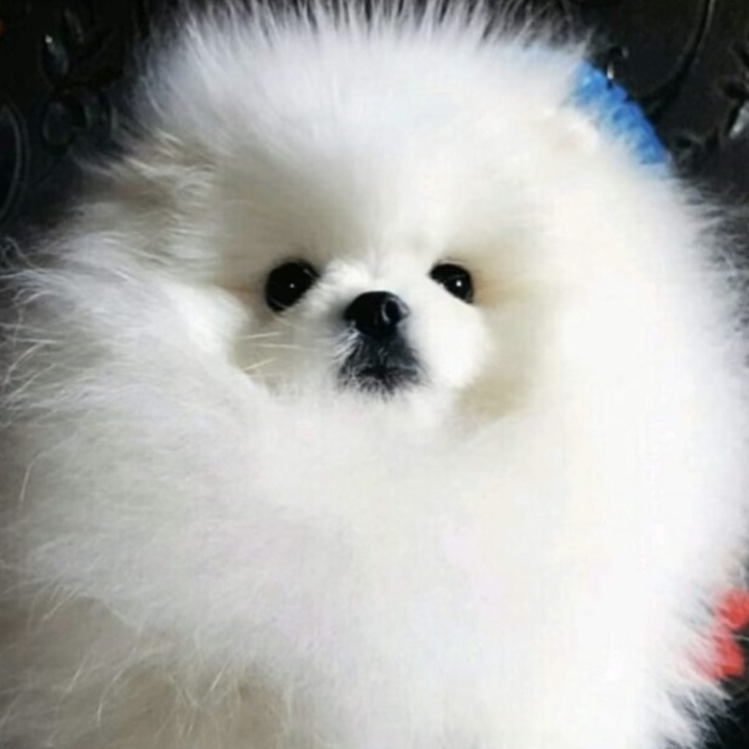 White Pomeranian Teddy Bear (male)