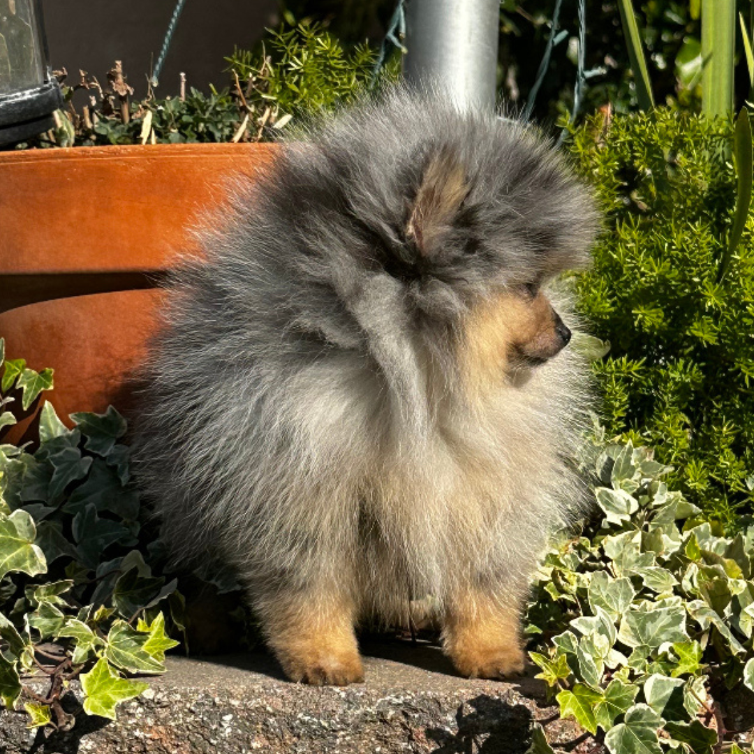 Blue Tan Merle (male)