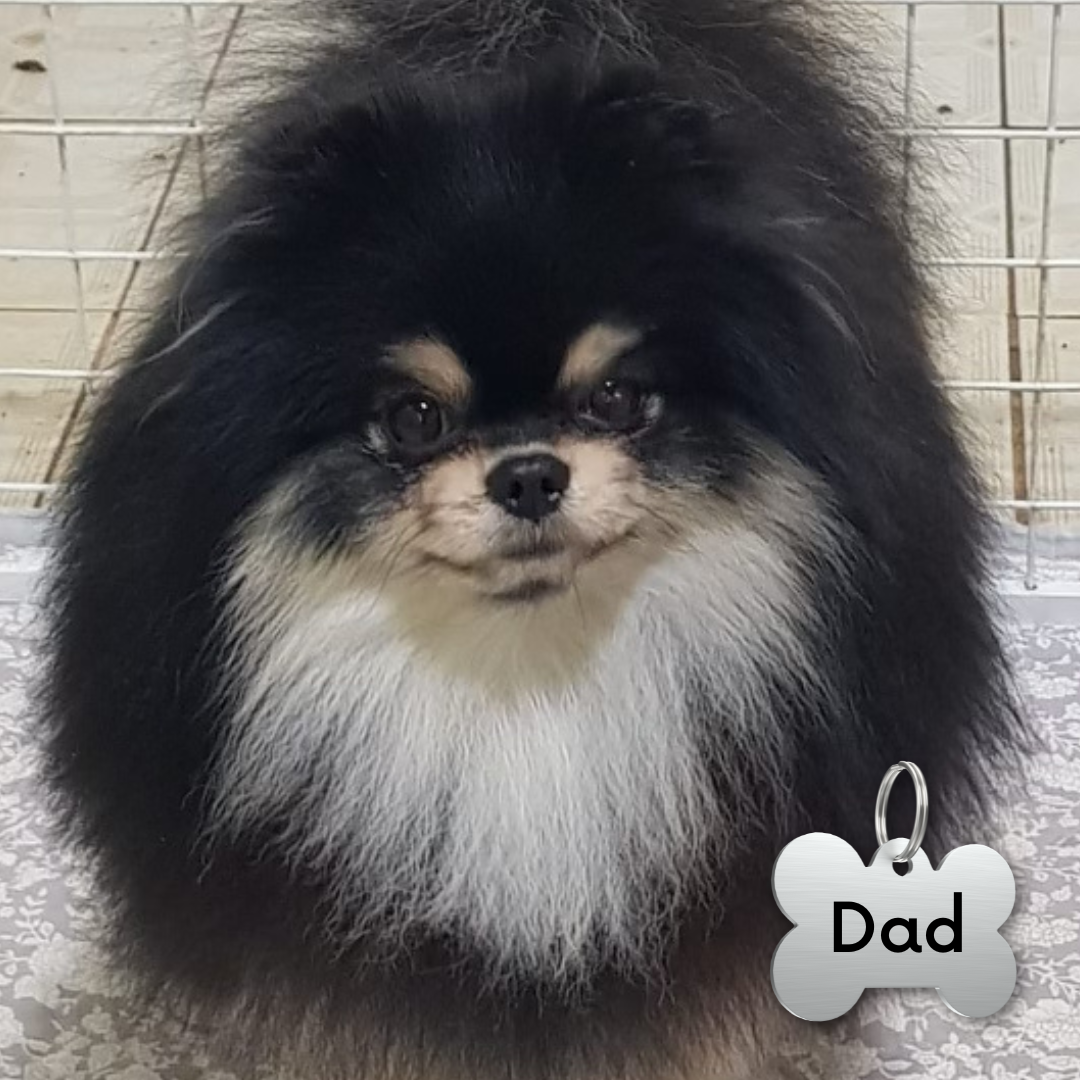 Black Pomeranian Teddy bear (male)