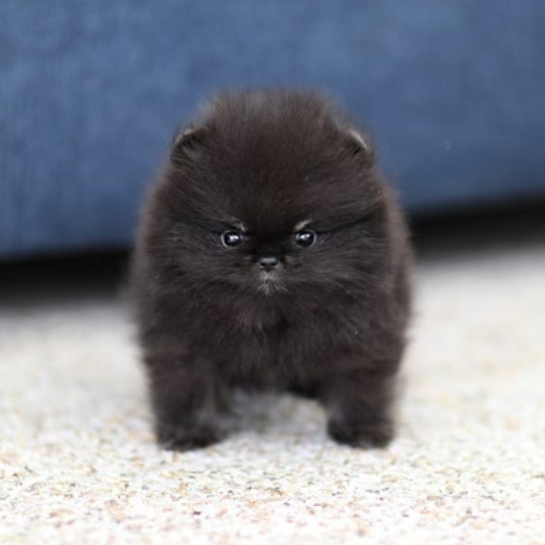 Black Pomeranian Teddy Bear