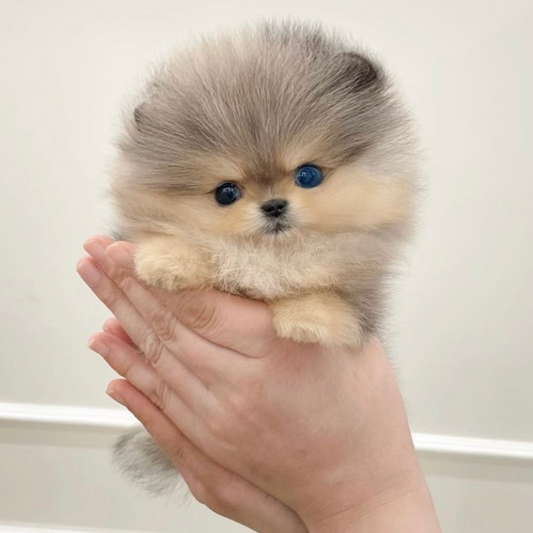 Blue and Tan Merle Pomeranian Teddy Bear (female)