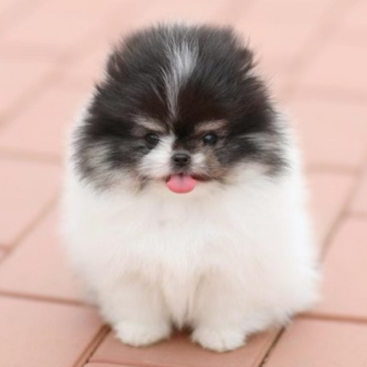 Pomeranian Teddy Bear (female)