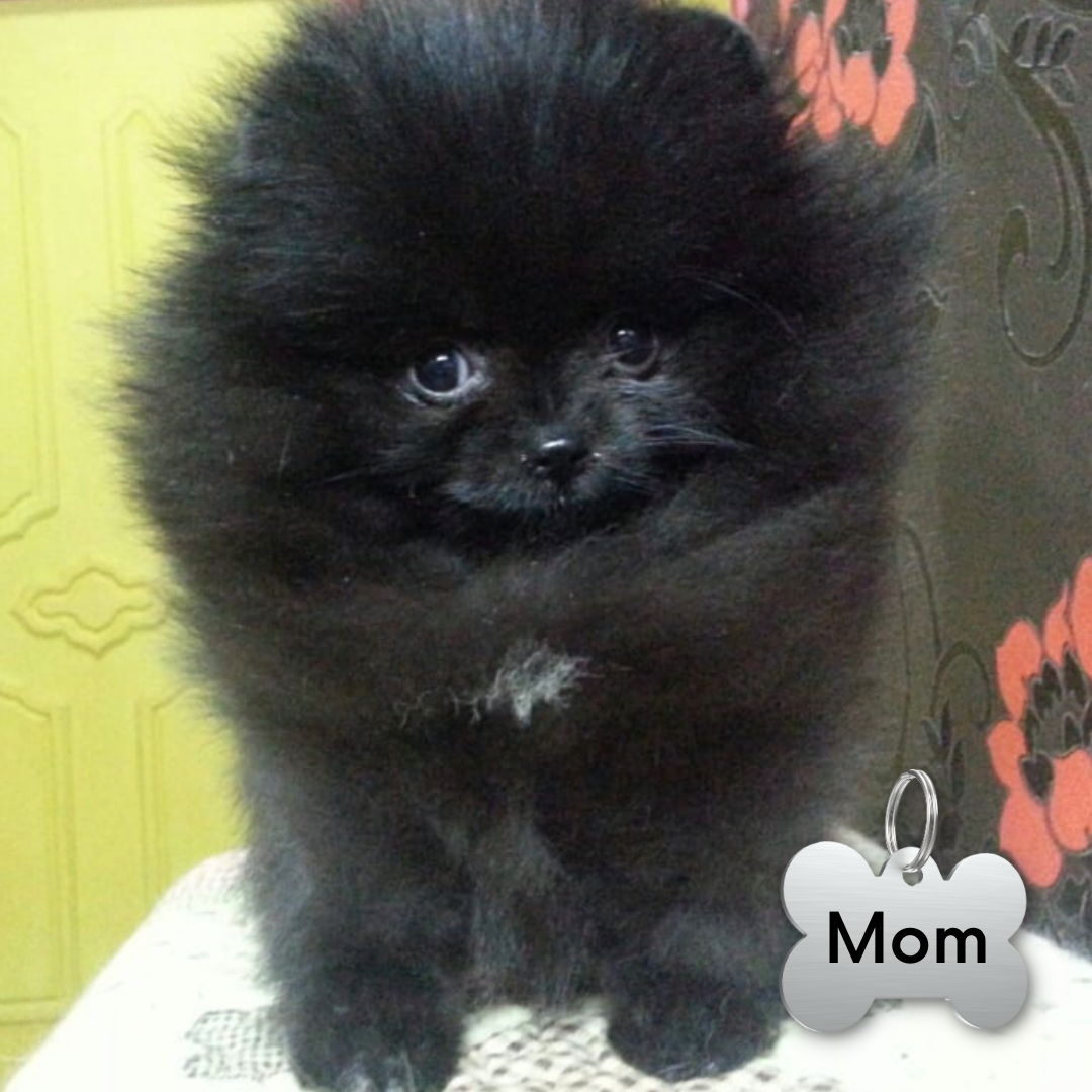 Black Pomeranian Teddy bear (male)