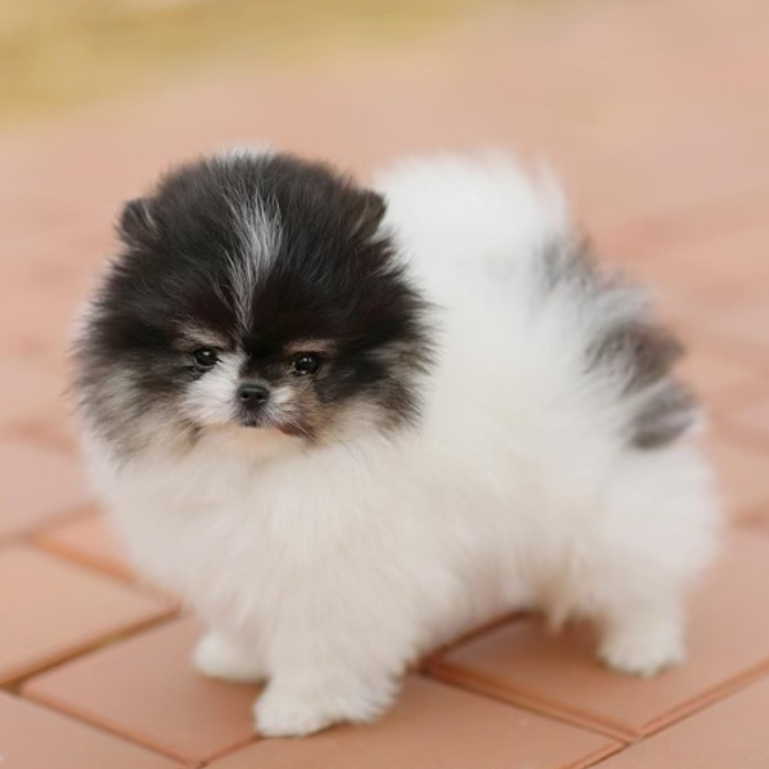 Pomeranian Teddy Bear (female)