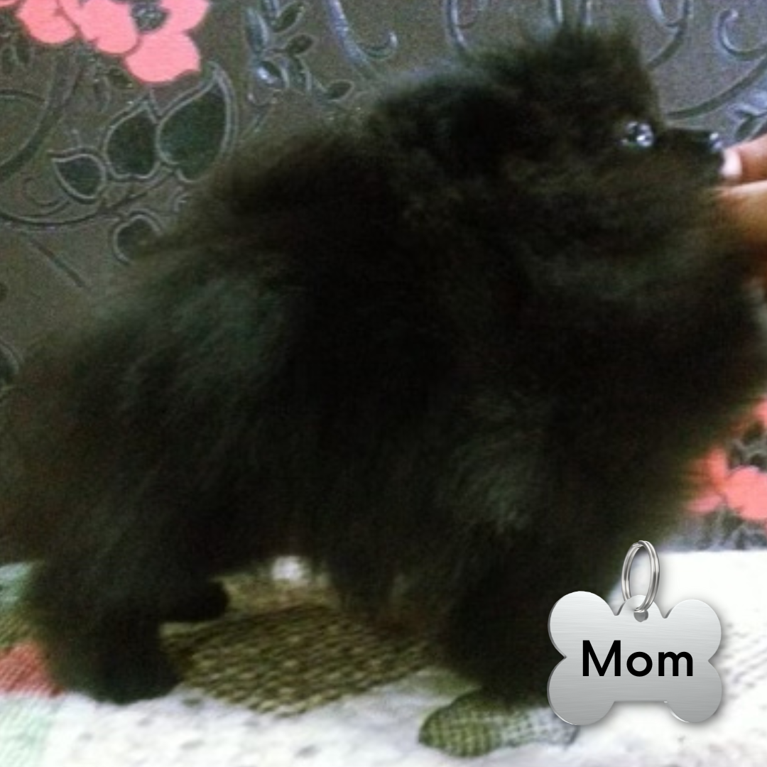 Black Pomeranian Teddy bear (male)