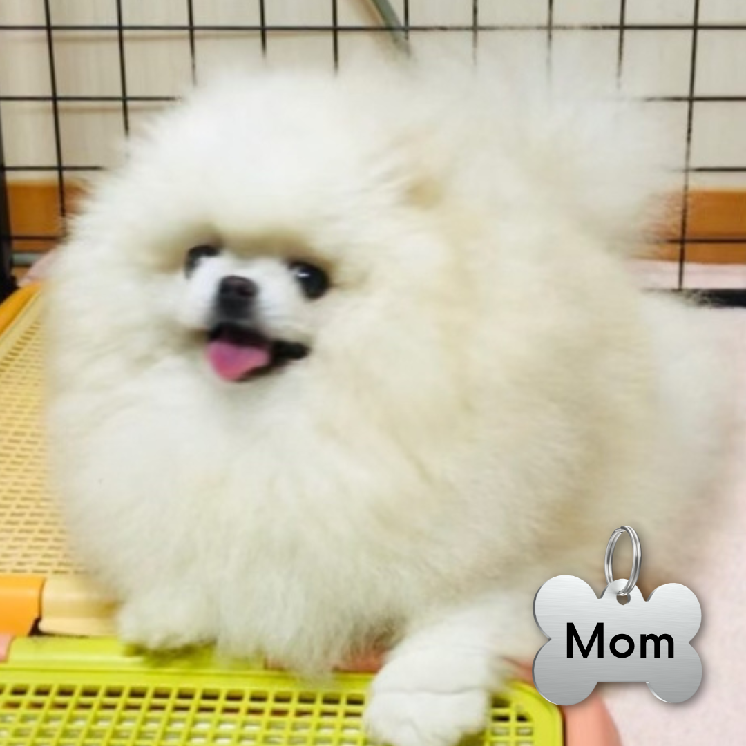 White Pomeranian Teddy Bear (male)