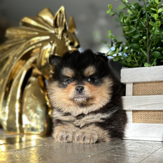 Pomeranian Teddy Bear