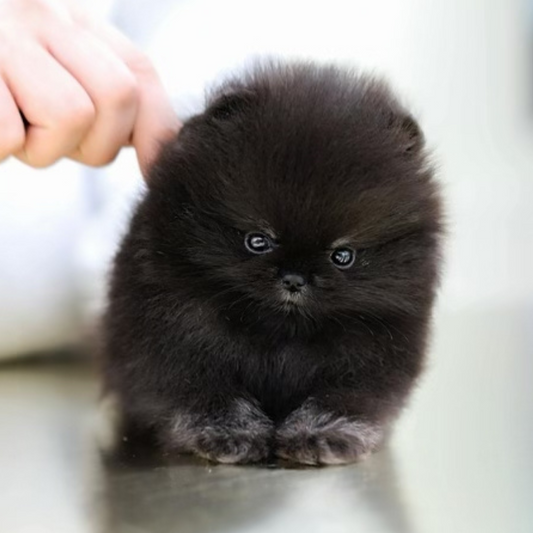 Black Pomeranian Teddy Bear